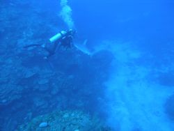 Zoom and look how close the diver was from the Hammerhead... by Jean Boisvert 